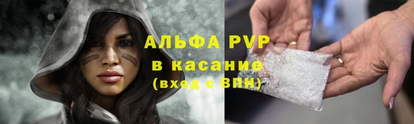 сатива Новозыбков